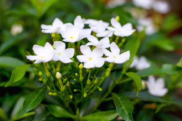 Natural sampaguita jasmine flower bloming