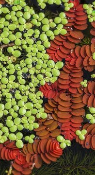 Aquatic coexistence a vibrant tapestry of green duckweed and red azolla plants in a wetland habitat