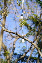 Hanging glass light bulbs with green leaves on a tree branch, outdoor decorative lighting concept with natural sunlight and blue sky background.
