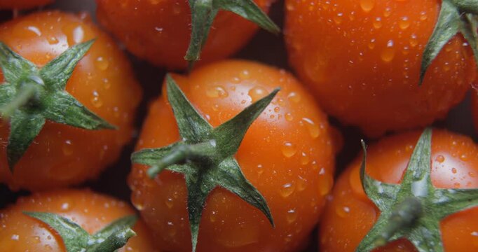 Cherry tomatoes with water drops close up studio shot over rotating
