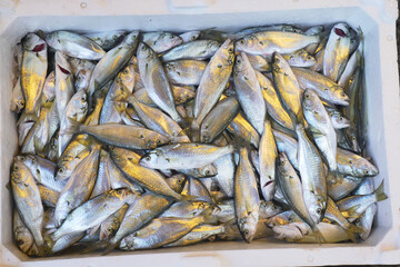 Fototapeta premium Catch of fish in a white container during daylight