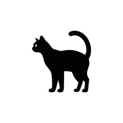 black cat on white background