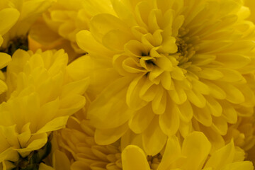 Bouquet of yellow flowers macro shot.