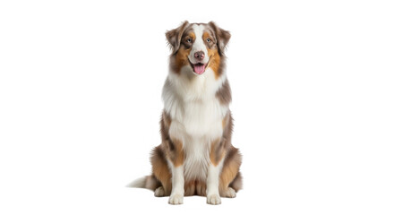 Australian shepherd dog sitting isolated on transparent background