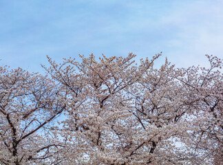 ソメイヨシノ7ー4