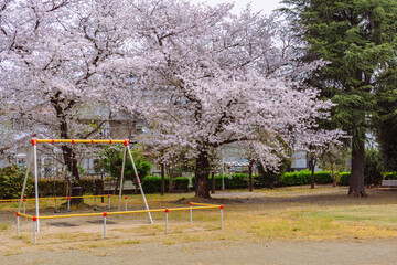 ソメイヨシノ7ー11