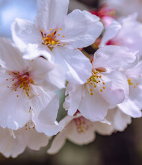 ソメイヨシノ7ー10