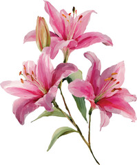 Naklejka premium pink lily isolated on white
