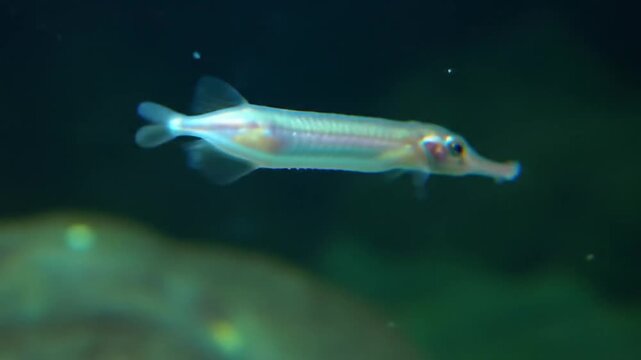 Slender aquatic fish swimming underwater with elegant elongated body