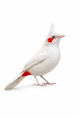 Obraz premium Elegant photograph of an albino red-whiskered bulbul showcasing pure white plumage and distinctive red cheek patch, standing gracefully against a plain backdrop.