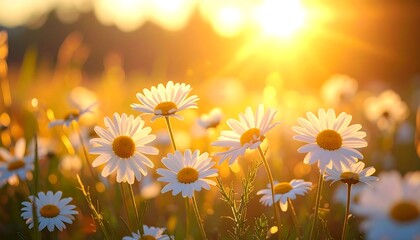 Close-up of daisies bathed in warm sunlight; golden hour illuminates the white petals and yellow centers
