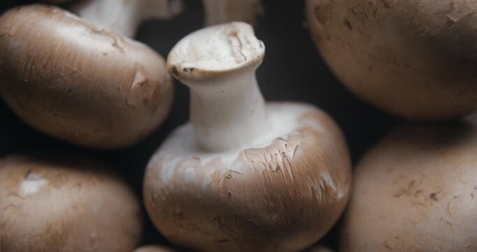 Mushrooms close up studio shot over rotating