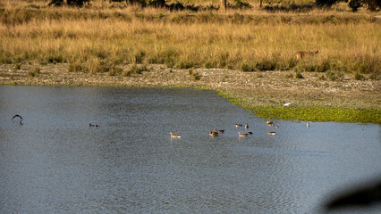 Greylag Geese or Anser anser swimming at Kaziranga National Park wetland with a deer in the grassland in the background