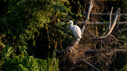 Naklejka premium Shot of Cattle Egret or Bubulcus ibis resting in Assam