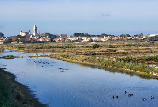 Oies bernaches Cravant. R&eacute;serve Naturelle du Marais de Mull&euml;mbourg. &icirc;le de Noirmoutier, Vend&eacute;e, France