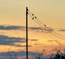 A group of bee eater birds on electric wires at sunset.