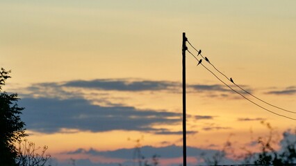 A group of bee eater birds on electric wires at sunset.