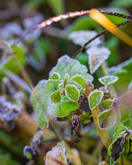 寒さに耐え緑を保つ葉に降りた初霜の結晶と朝の光 / Close-up of green leaves withstanding cold with first frost crystals in morning light