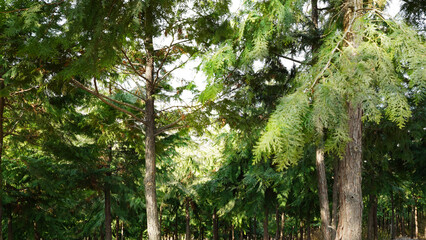 Obraz premium Serene Japanese Cedar Forest with Sunlight Filtering Through Trees