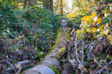 Rescue pitbull mix dog enjoying life running down a fallen cottonwood tree trunk, off leash dog...
