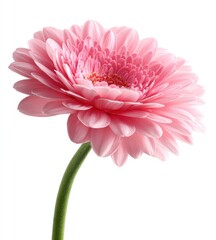 Close up of a vibrant pink gerbera daisy on a clean white background