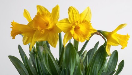 Close up of bright yellow daffodil flowers with green leaves on white background