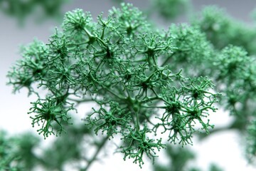 Close up of green plant with delicate structure and organic patterns