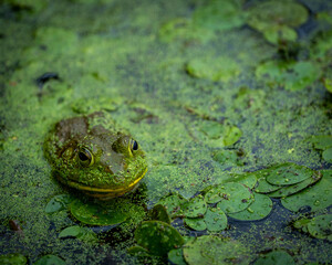 Obraz premium green frog in green algae water horizontal