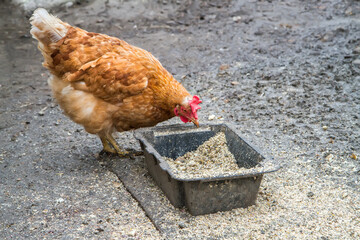 An adult red hen pecks at mixed feed in the poultry yard. Feeding one large chicken
