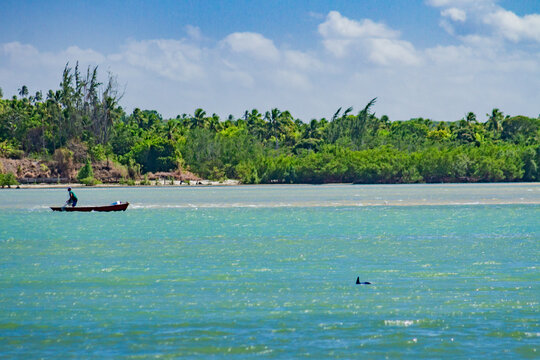 Natureza, Paisagem, Mar, Praia, paraiso, coqueiro, golfinhos, mar, passaros, vida, ver&atilde;o, Nordeste, Brasil