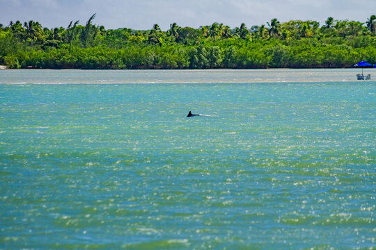 Natureza, Paisagem, Mar, Praia, paraiso, coqueiro, golfinhos, mar, passaros, vida, ver&atilde;o, Nordeste, Brasil