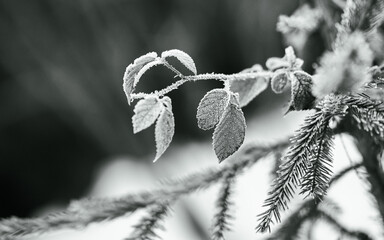 frozen leaves in the snow black and white