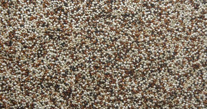 Quinoa seeds close up studio shot over rotating