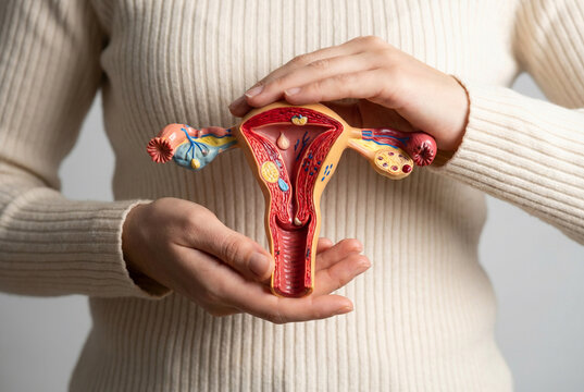 Hands holding a detailed anatomical model of the female reproductive system: uterus, ovaries, and fallopian tubes. Concept of women's health & education
