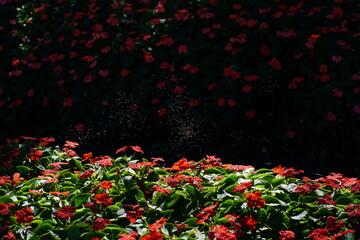 Swarm of flying insects hovering above a red flowering bush, natural ecosystem activity in a garden with soft light and organic movement.