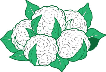 Fresh Green Cauliflower with Leaves