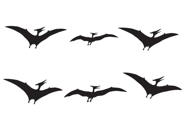 A set of six flying pterodactyl silhouettes in various poses suitable for graphic design