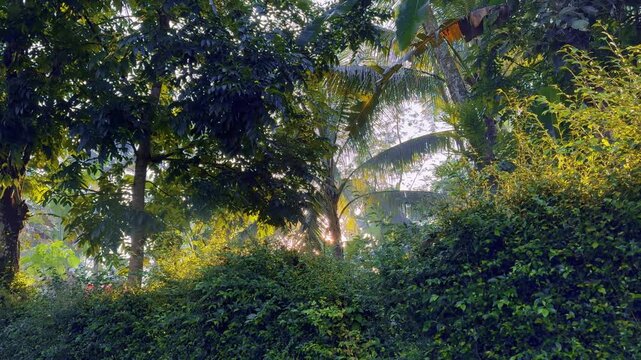 Morning sunlight penetrates the dense tropical forest canopy. Cinematic Nature video