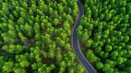 A winding road cuts through a dense forest filled with green trees. The scene shows the beauty of nature with a clear sky above. The road seems lonely and quiet.
