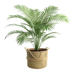 Obraz premium Indoor Parlor Palm Plant in a Woven Wicker Basket isolated on transparent background