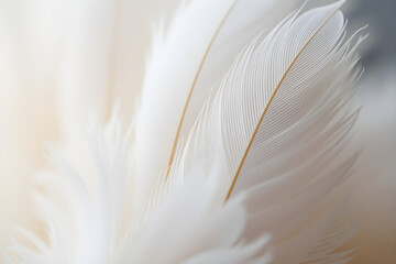 White Feather Abstract Soft