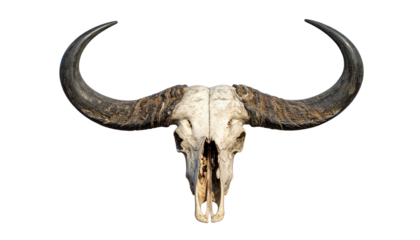 Skull of a large horned animal on black backdrop