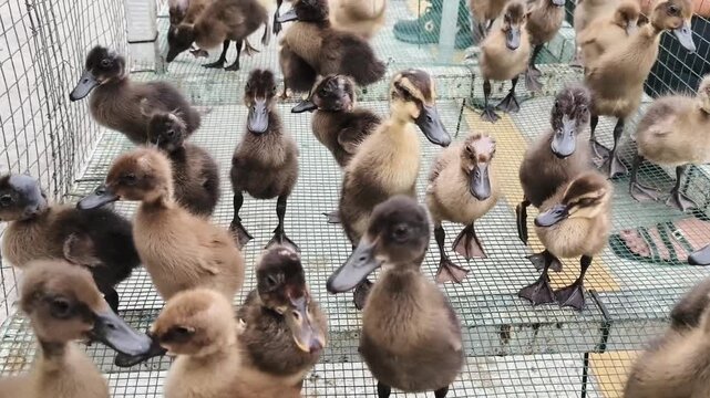 The image shows a group of young ducklings, most likely of the Khaki Campbell or Indian Runner breed, in a cage