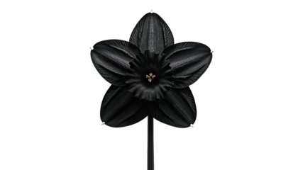 A singular, dark-hued narcissus flower, centered and isolated against a stark black void
