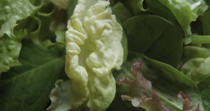 Salad close up studio shot over rotating