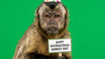 Adorable capuchin monkey with party hat holds 'happy international monkey day' sign against a plain green backdrop