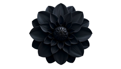 Intricate, dark-toned Dahlia blossom, perfectly centered against a stark, black background