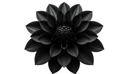Detailed, grayscale studio shot of a perfectly formed dahlia against a black background