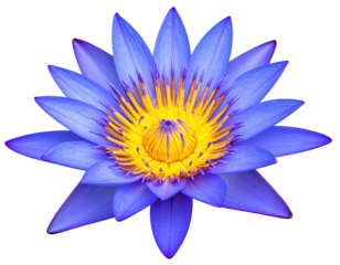 Close-up of a vibrant blue lotus flower with a yellow center