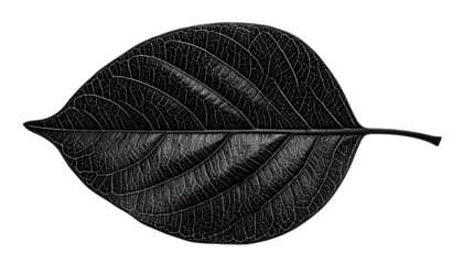 Monochrome leaf, veins prominent, set against pure black backdrop, with stem details